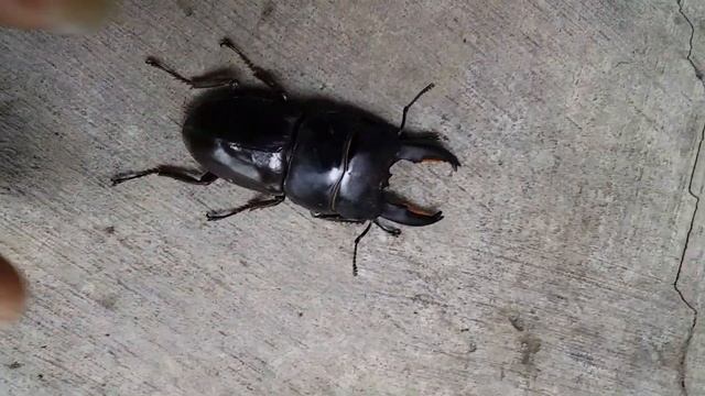#shorts  kumbang capit(dorcus titanus) смотреть онлайн