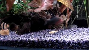 Боции тигровые