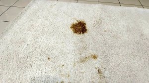 Собачкины какашки размазаны на полковра, устраняем/ Dogshit was splattered over the carpet, removing