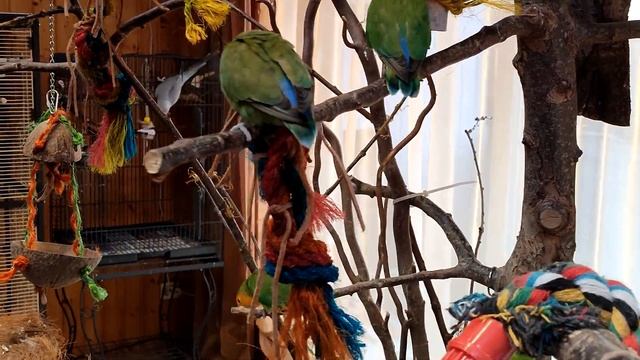 Интересные моменты из жизни попугаев. смотреть онлайн