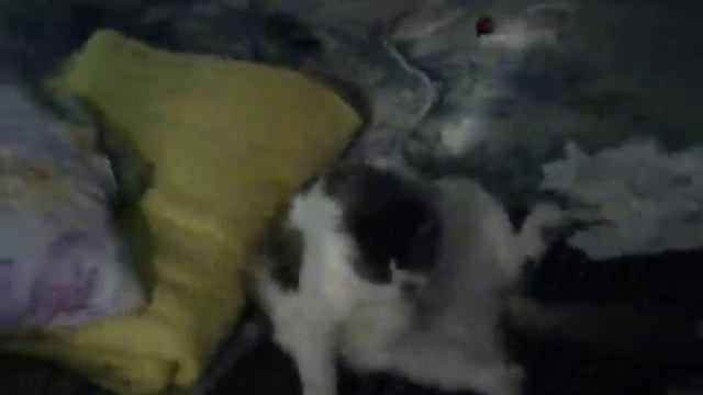 Нуга-Бест и кот смотреть онлайн