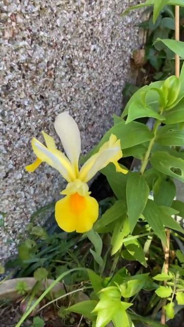 592. What Colour were the Irises? смотреть онлайн