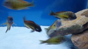 Tropheus red rainbow kasanga