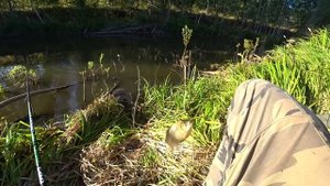 Рыбалка! Ловля Карпа, Карася на поплавок на утренней зорьке.