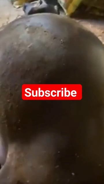 symptoms of bloat and timpani in buffalo #animalhealth #pratapnewarvetclub#shorts смотреть онлайн