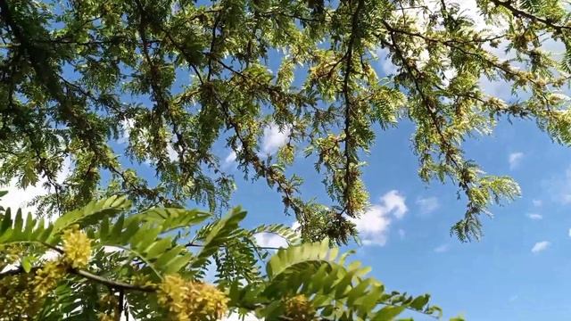 Начало цветения гледичии смотреть онлайн