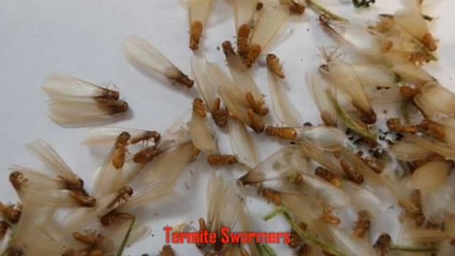 WEZL Ric Rush Talks Termite Swarmers смотреть онлайн