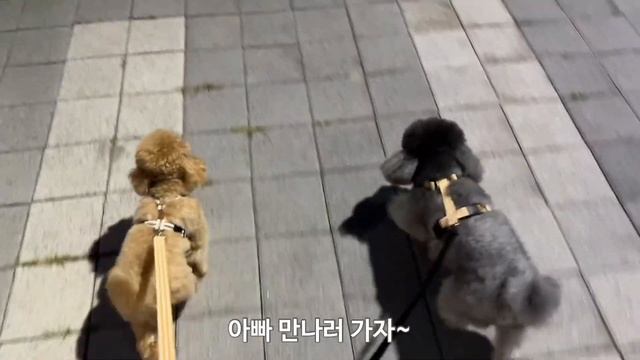 걷기 싫어서 안아달라고 생떼 부리는 강아지