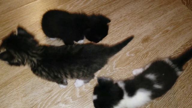 Котята уже ходят.🐈 смотреть онлайн