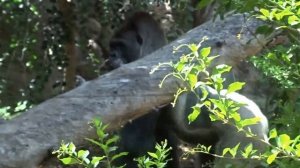 ГОРИЛЛА. ЛОРО ПАРК. ТЕНЕРИФЕ