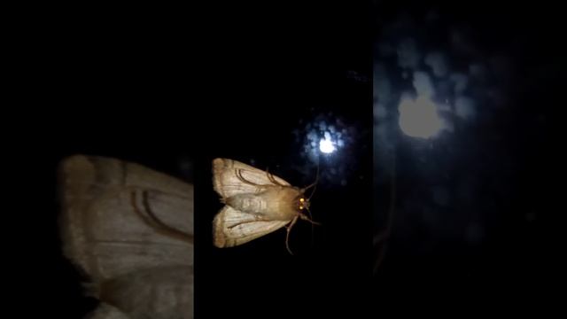 ужас ночной смотреть онлайн