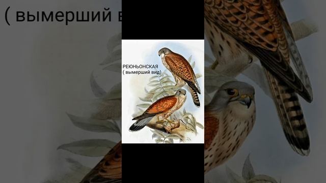 Пустельга-разновидности 🦅🦅 смотреть онлайн