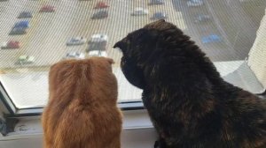 Кошки на окошке