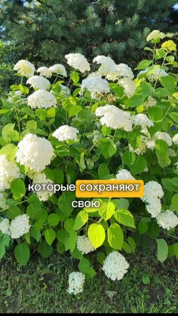 Древовидная гортензия Аннабель! #цветы #саженцы #питомникросток #питомникрастений