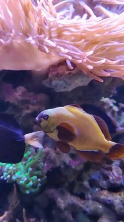 Nemo is sleepy looking for anemones #shorts #anemone #nemo