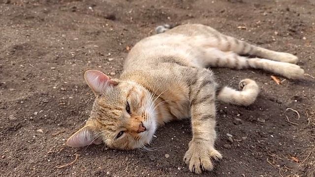 Наш "полосатик"- кот Семён 😊👌 смотреть онлайн