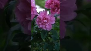 Боже, как нужно... # христианская песня