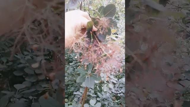 СКУМПИЯ ПУРПУРНАЯ цветение! Декоративные растения Подмосковья! Продолжение. смотреть онлайн