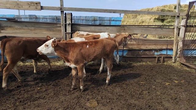 #партияаи#нав#омадак#касеки#харидораи#мархамат+79226186664 смотреть онлайн