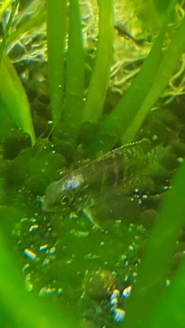 Mystery juvenile fish.... cichlid? Apisto? Apistogramma minima! смотреть онлайн