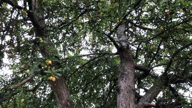 Apple 'John Downie' - entire tree - August 2020 смотреть онлайн