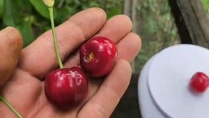 Надранний сорт черешні Ріта. Cherry Rita. Крупні і смачні плоди в надранні строки