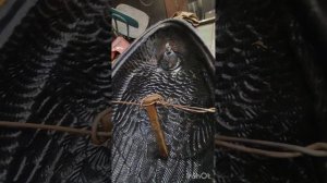 Изготовление плавающих гусей из старых скорлуп