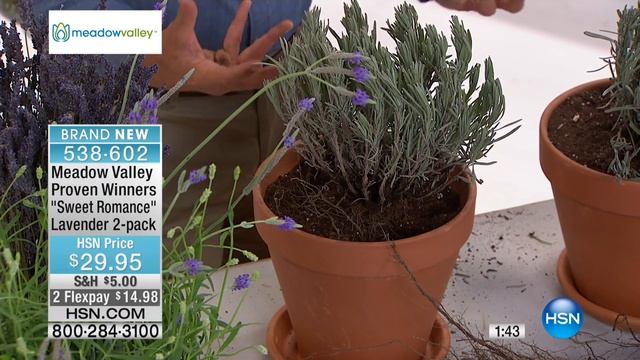 Meadow Valley Proven Winners Sweet Romance Lavender 2pk смотреть онлайн