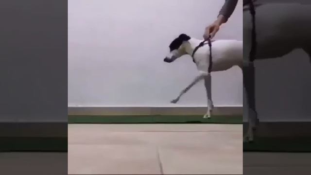 Ветеринар вернувший радость собаке с параличом смотреть онлайн