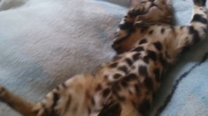 Бенгальский кот Беня 2