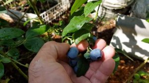 Сбор голубики.