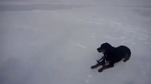 Bastian och Eva-Lena tränar lydnad på Gerdsken