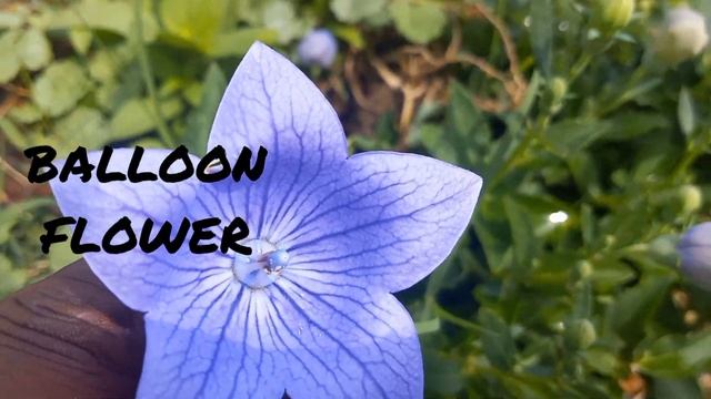 Elephant Ear 🐘 update смотреть онлайн