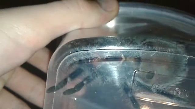 Брахипельма альбапилоза 2 смотреть онлайн