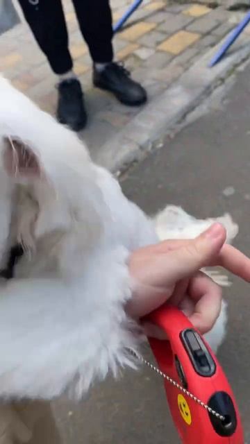 Решил я навести марафет😎😎😎Собачка на приеме у грумера 🥰 смотреть онлайн