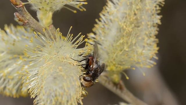 Sluipvlieg Gonia ornata op wilgenkatje смотреть онлайн