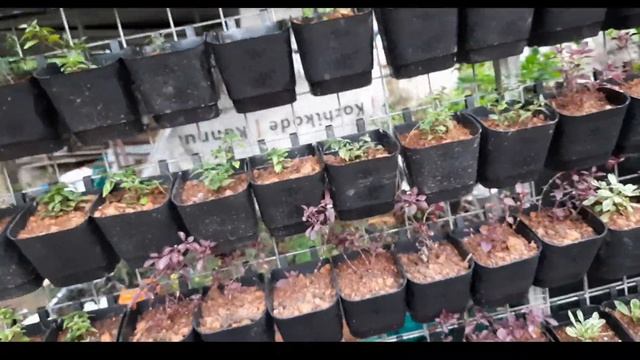 பலகனய அலஙகர படதத Vertical gardening ideas