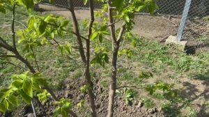 Плодовые почки хурмы . Внимательно с обрезкой.