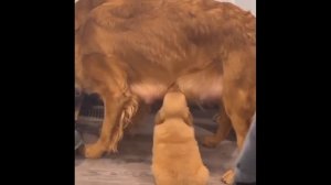 Приколы С Животными 67