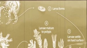 News of the Day - Immortal Jellyfish