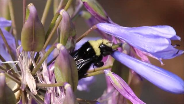 Bumblebee in the garden смотреть онлайн