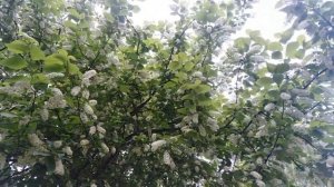 Черёмуха Виргинская (красная) цветущая! 💮🎶🎶🎶🎶🎶💮