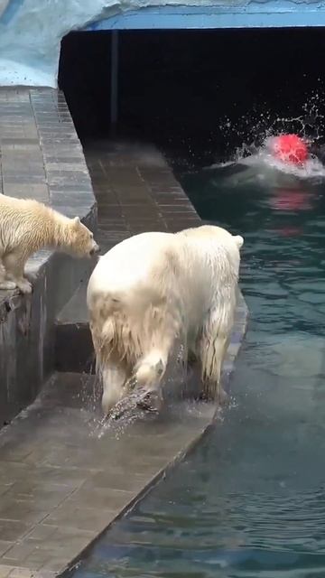 Белая медведица с медвежатами купаются смотреть онлайн