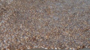 Льняные флаксы