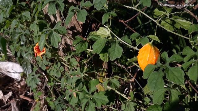 Melão-de-são-caetano (Momordica charantia) Apícola, Medicinal e Comestível смотреть онлайн