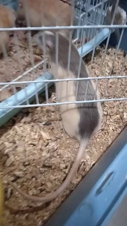 Маленькие крысята 🐀🐀🐀😇😇😇