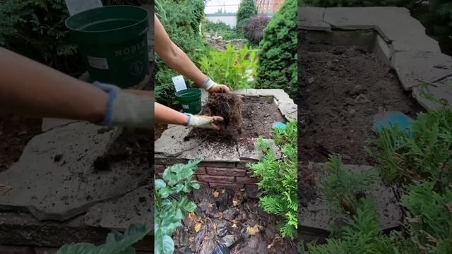 Посадка вейгели 🌺 Магія Рослин