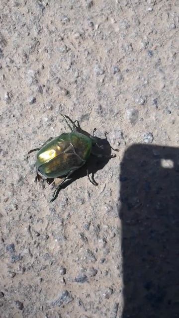 Семейство жуков-как его зовут? смотреть онлайн