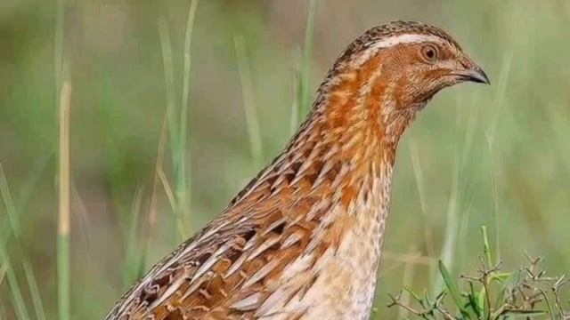 batair ki awaz vol 83 quil sound Wheatley hunting گندم کی بٹیروں کے لئے آواز