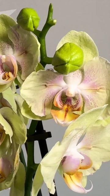 Скульптор 🦋🥹Sculpture 🦋 #orchids #orchidsshow #орхідеї #орхідея смотреть онлайн